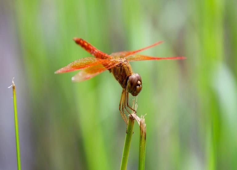 Asian Amberwing